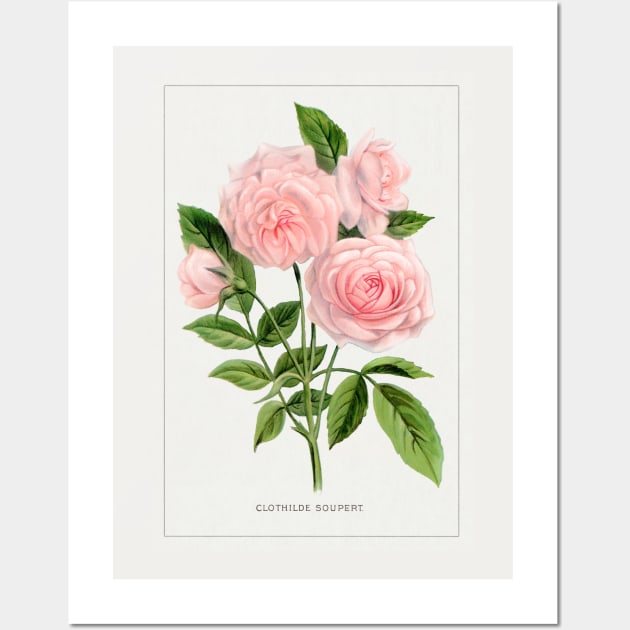 Pink rose, Clothilde Soupert lithograph (1900) Wall Art by WAITE-SMITH VINTAGE ART